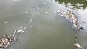 Sakarya Nehri'ndeki balık ölümleri için uyardılar