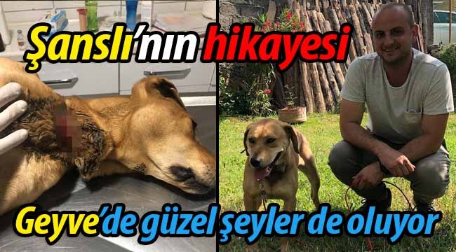 Şanslı'nın hikayesi! Geyve'de güzel şeyler de oluyor..