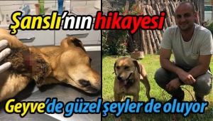 Şanslı'nın hikayesi! Geyve'de güzel şeyler de oluyor..