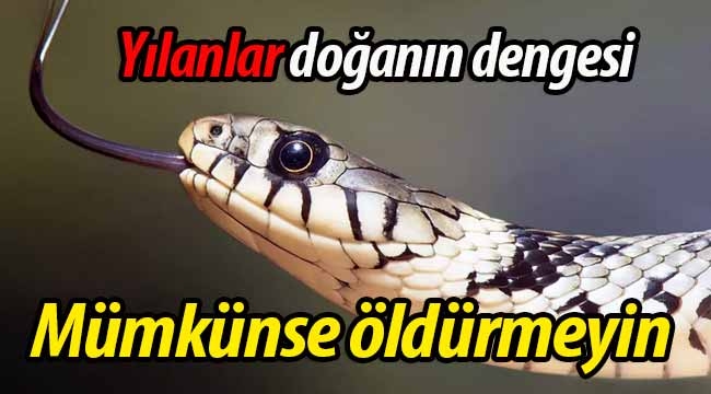 Yılanlar doğada denge unsurudur, öldürmeyiniz