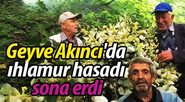 Geyve Akıncı'da ıhlamur hasadı sona erdi