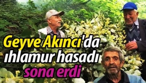 Geyve Akıncı'da ıhlamur hasadı sona erdi