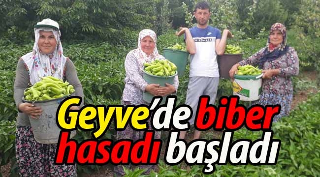 Geyve'de biber hasadı başladı