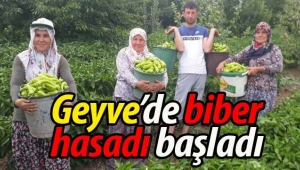 Geyve'de biber hasadı başladı