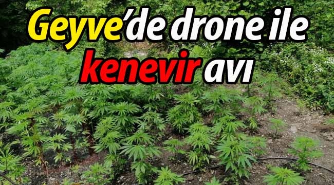 Geyve'de drone ile kenevir avı