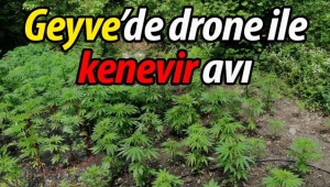 Geyve'de drone ile kenevir avı