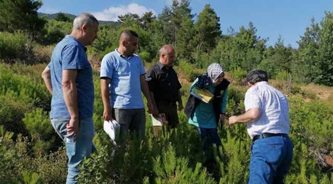 Geyve Ormanları'nda inceleme yaptılar