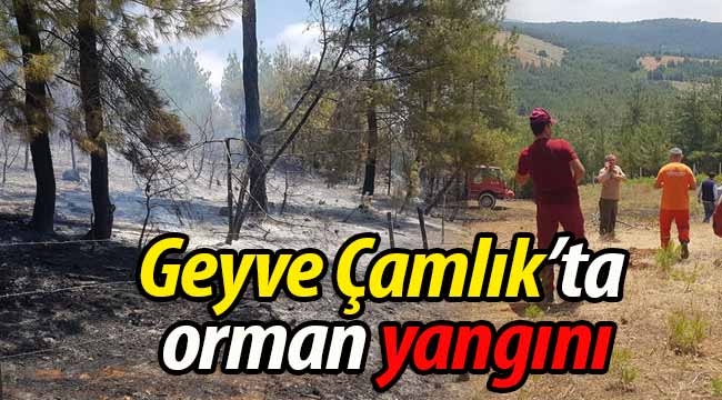 SON DAKİKA! Geyve Çamlık'ta orman yangını