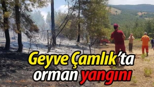 SON DAKİKA! Geyve Çamlık'ta orman yangını