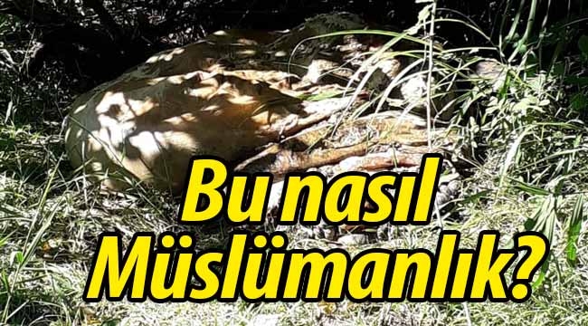 Kurbanın iç organları bahçesine atılınca böyle tepki gösterdi