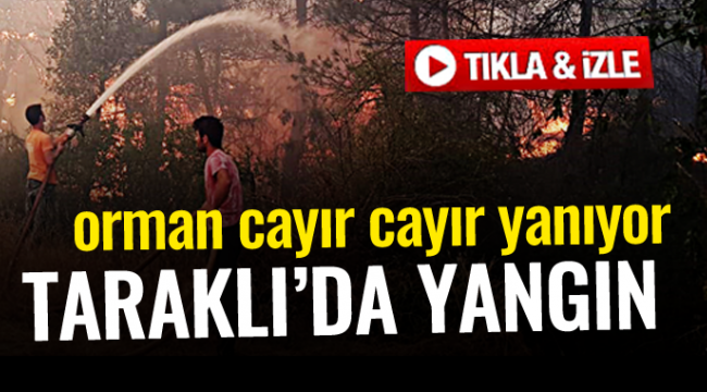 Taraklı'da orman cayır cayır yanıyor!