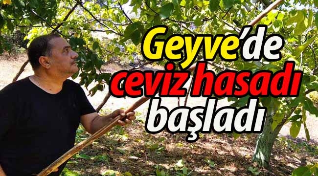 Geyve'de ceviz hasadı başladı