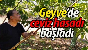 Geyve'de ceviz hasadı başladı