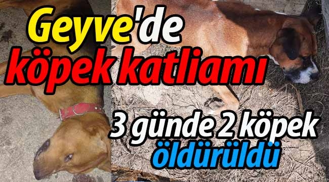 Geyve'de köpek katliamı! 3 günde 2 köpek öldürüldü