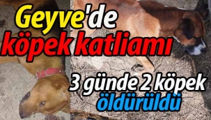 Geyve'de köpek katliamı! 3 günde 2 köpek öldürüldü