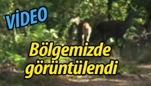 Bölgemizde görüntülendi!