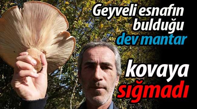 Geyveli esnafın bulduğu dev mantar kovaya sığmadı