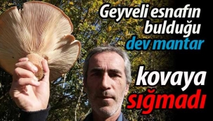 Geyveli esnafın bulduğu dev mantar kovaya sığmadı