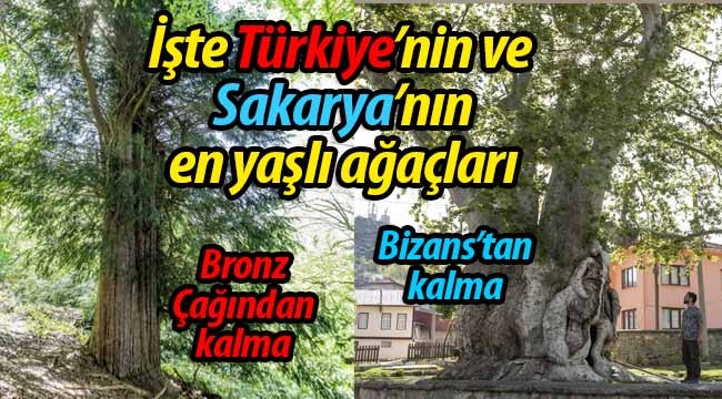 İşte Türkiye'nin ve Sakarya'nın en yaşlı ağaçları