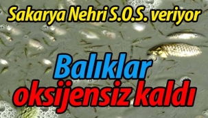 Sakarya'da kuraklık.. Balıklar oksijensiz kaldı