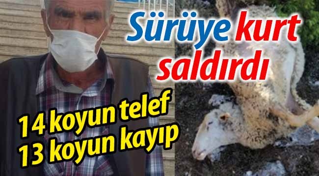 Sürüye kurt saldırdı: 14 koyun telef, 13 koyun kayıp