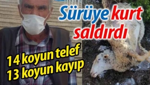 Sürüye kurt saldırdı: 14 koyun telef, 13 koyun kayıp