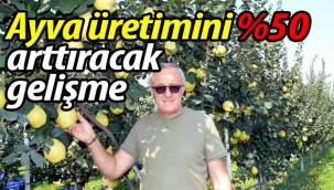 Ayva üretimini arttıracak gelişme