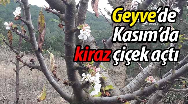 Geyve'de Kasım ayında kiraz ağacı çiçek açtı