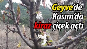 Geyve'de Kasım ayında kiraz ağacı çiçek açtı