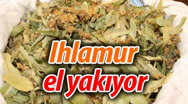 Ihlamur el yakıyor! 