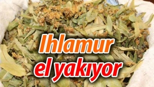 Ihlamur el yakıyor!