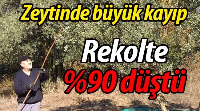 Zeytinde büyük kayıp.. Rekolte %90 düştü