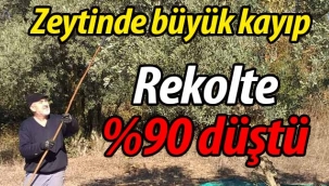 Zeytinde büyük kayıp.. Rekolte %90 düştü