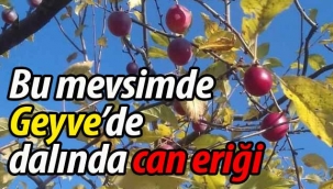 Bu mevsimde Geyve'de dalında can eriği