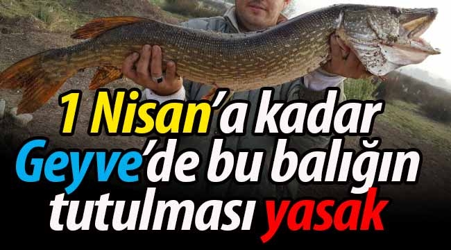 Geyve'de 1 Nisan'a kadar bu balığın avlanması yasak!