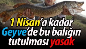 1 Nisan'a kadar bu balığı avlamak yasak