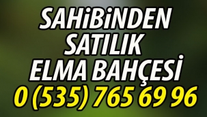 Geyve Sarıgazi'de Sahibinden Satılık Elma Bahçesi