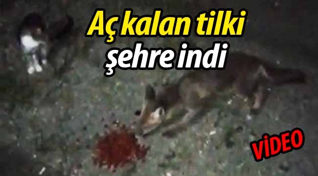 Aç kalan tilki şehre indi