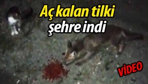 Aç kalan tilki şehre indi