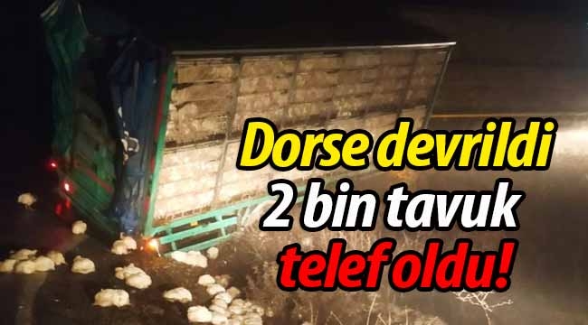 Dorse devrildi, 2 bin tavuk telef oldu!