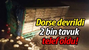 Dorse devrildi, 2 bin tavuk telef oldu!