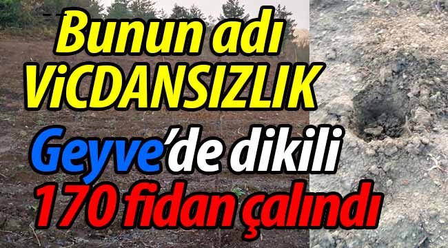 Bunun adı vicdansızlık! Geyve'de dikili fidanlar çalındı