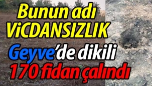 Bunun adı vicdansızlık! Geyve'de dikili fidanlar çalındı