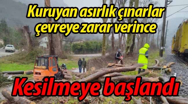 Doğançay'da kuruyan asırlık çınarlar zarar veriyor