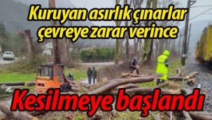 Doğançay'da kuruyan asırlık çınarlar zarar veriyor