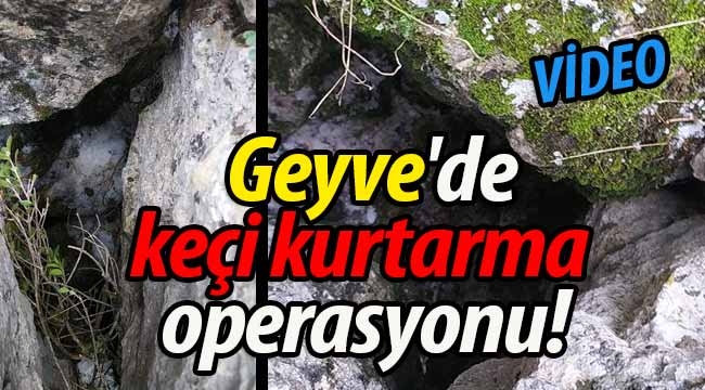 Geyve'de keçi kurtarma operasyonu! 