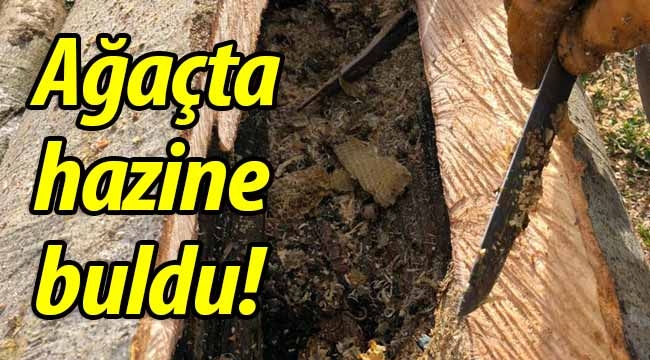 Kestiği ağaçta hazine buldu! 