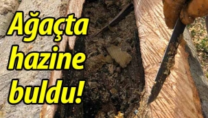 Kestiği ağaçta hazine buldu!