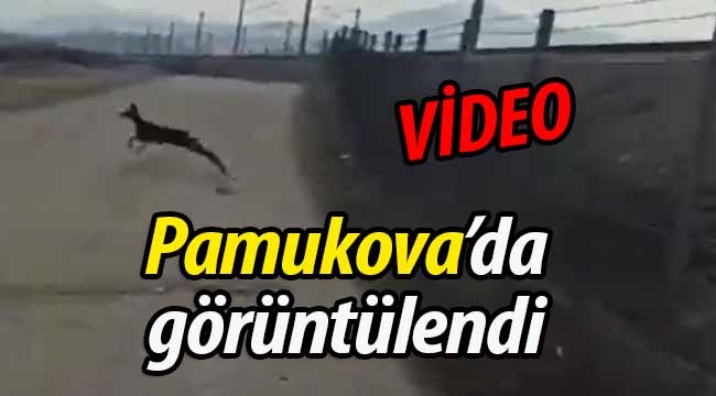 Pamukova'da görüntülendi!