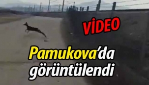 Pamukova'da görüntülendi!